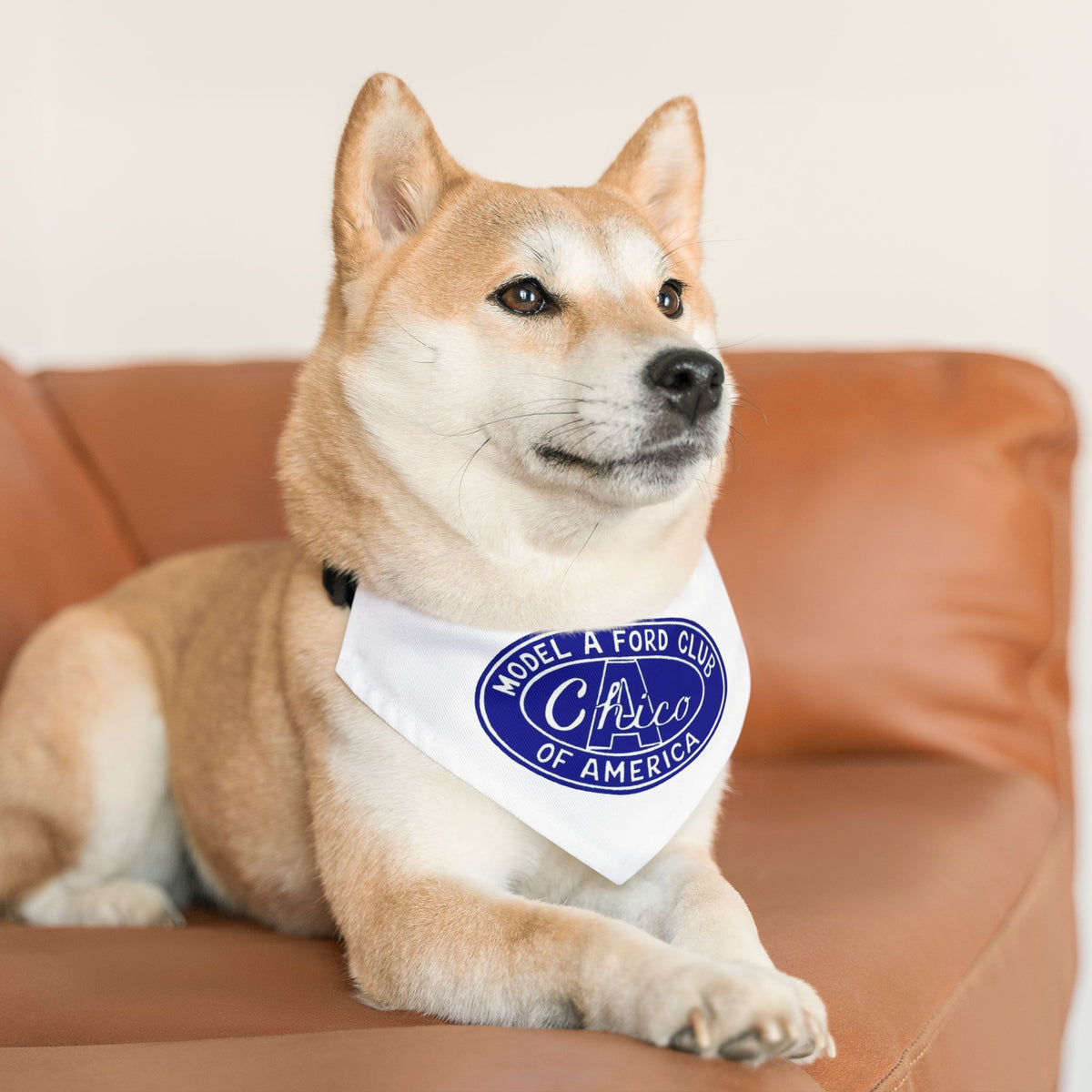 Chico A's Model A Ford Club Pet Bandana Collar
